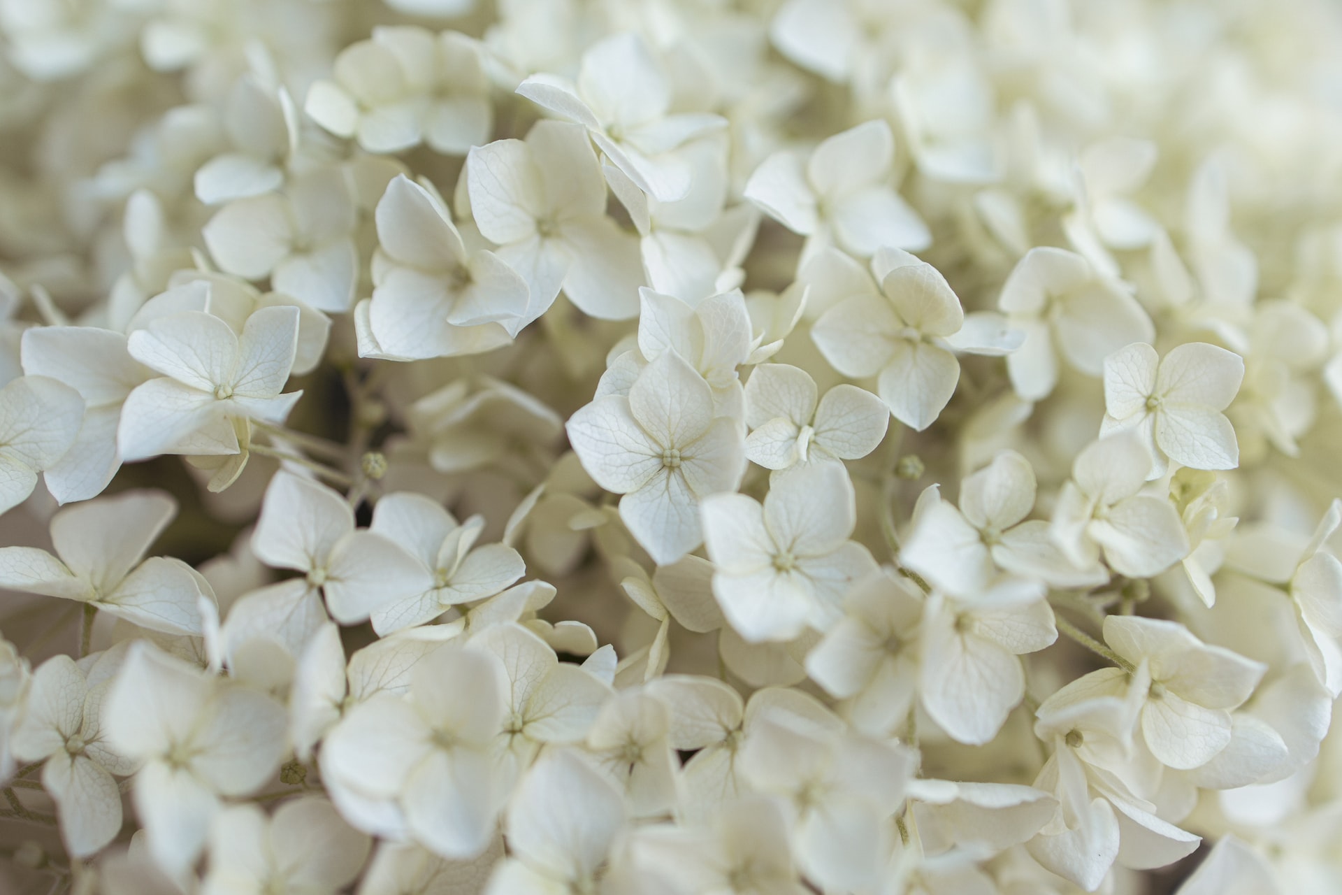 Billede af hvide blomster