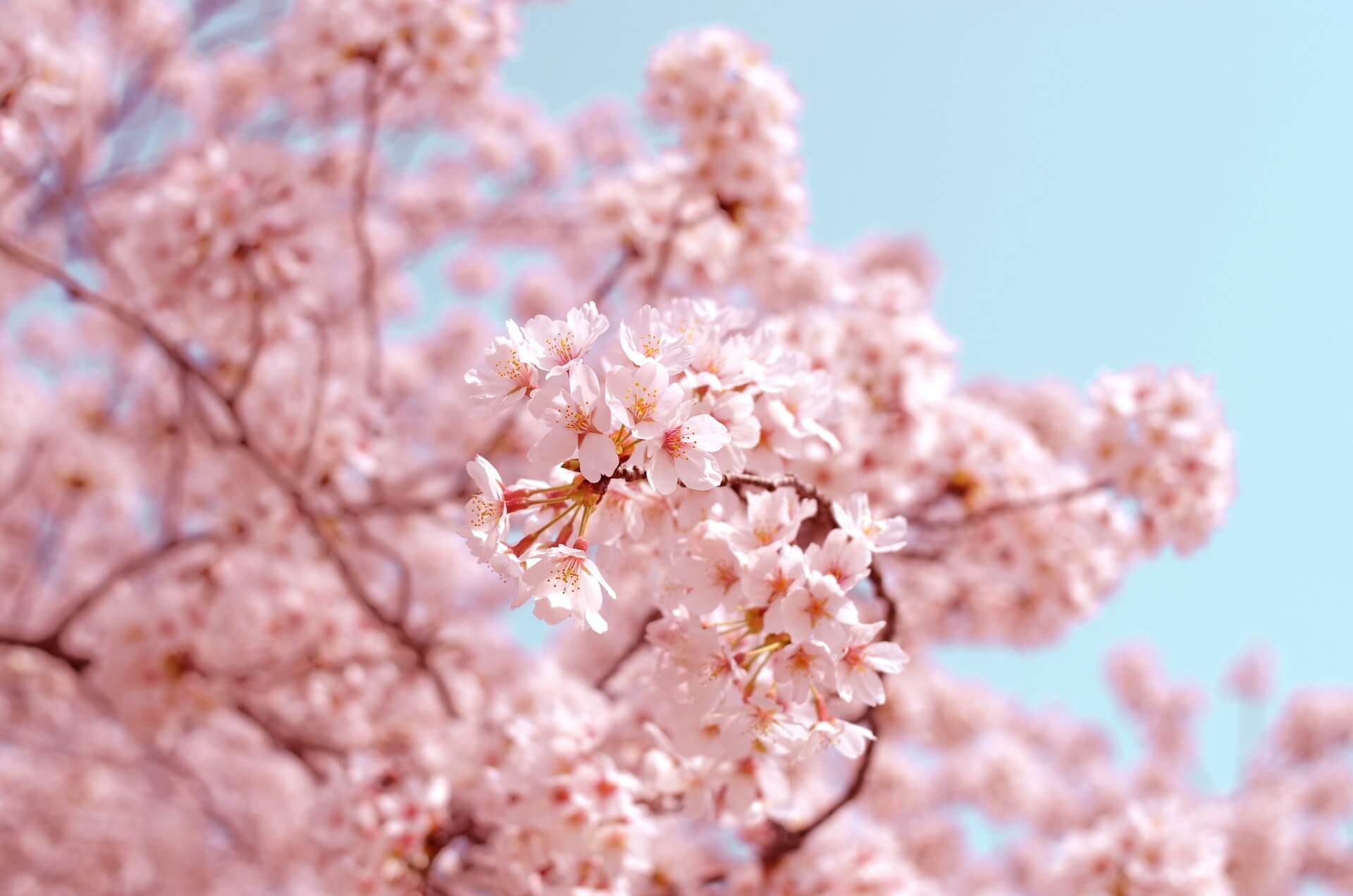 Billede af smukt forårstræ med lyserøde blomster