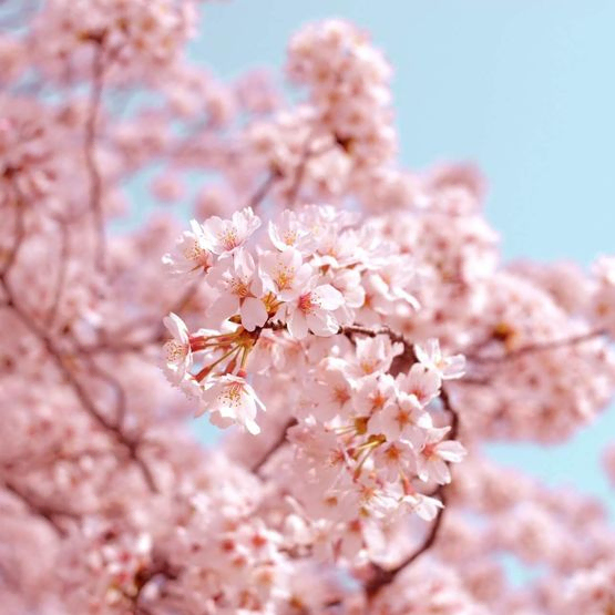 Forårstræ med lyserøde blomster