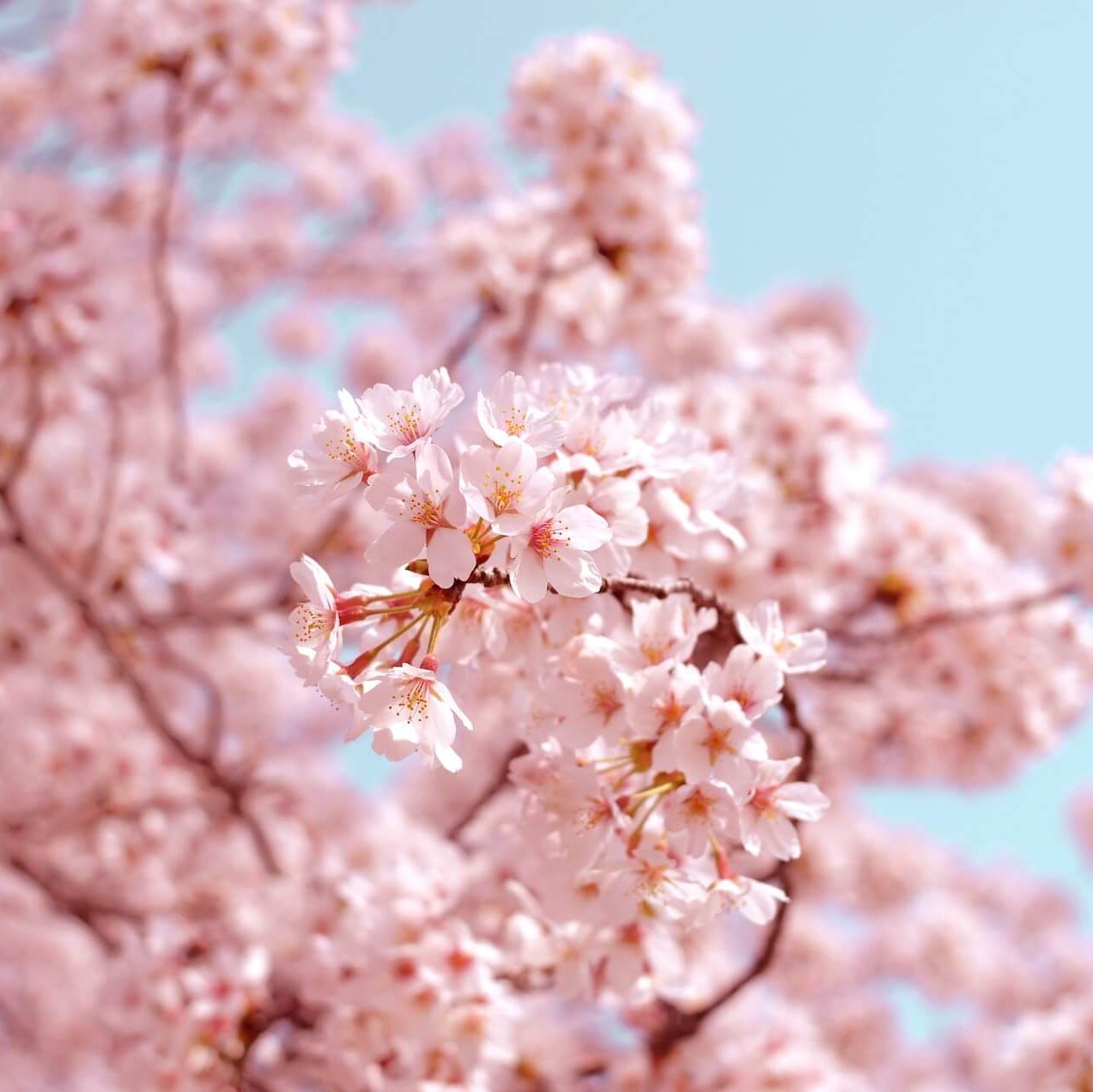 Forårstræ med lyserøde blomster